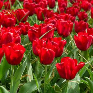 Tulipe Triomphe Seadov (x8)